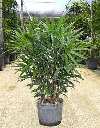 KPL RHAPIS Rhapis Palm Plant