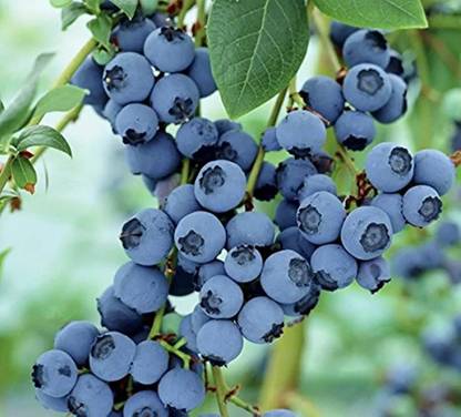 V K Global Bluebell barleria Plant