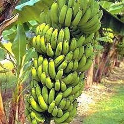 Shiv-Shakti Group Banana Plant