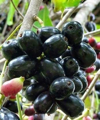 Java Plum Java Plum Plant