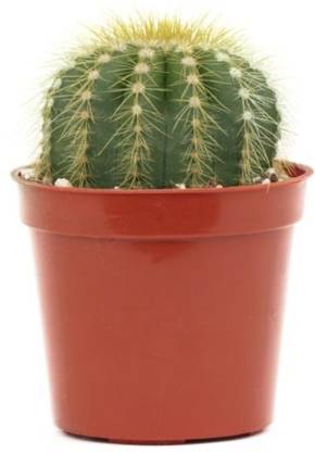 Cactus Elongated Cactus Plant