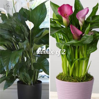 Treeinkle Lily Plant