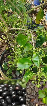 Minitree Jamun Plant