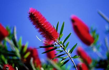 EliteGreen Wheeping Bottle Brush Plant