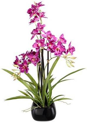 My Dream Nursery Orchid Plant