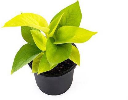Samarthgreens ZZ Plant