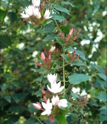 Green view Jasmine Plant