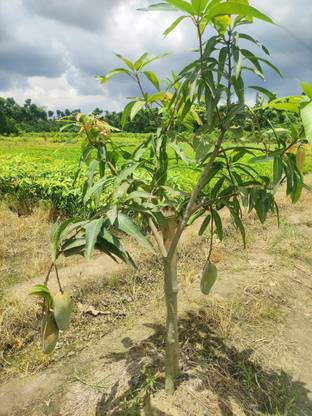 SIPRA ENTERPRISE Mango Plant