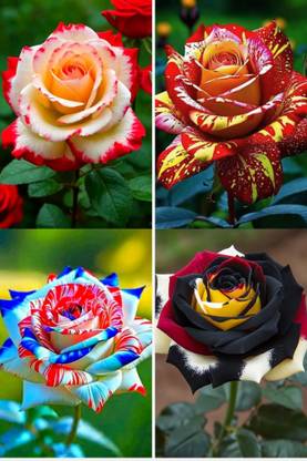 BREEZY BLOOMS Rose Plant