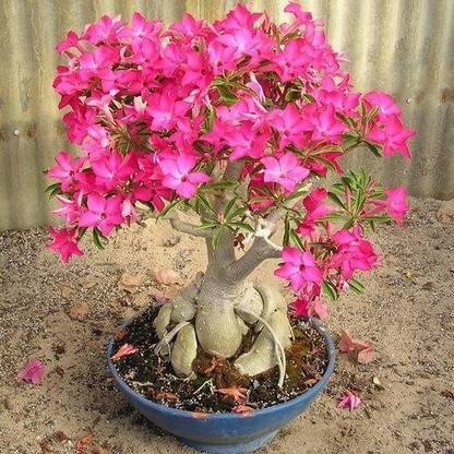 Cloud Farm Adenium Plant