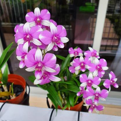 JR GLOBLE Lily Plant