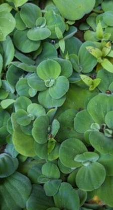 Water lettuce Water Cabbage Plant