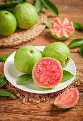 Common guava Guava Plant