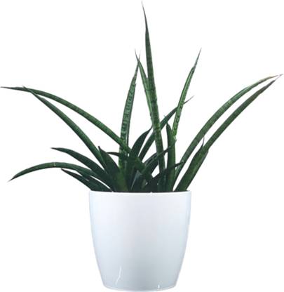 JennOnline Sansevieria Plant