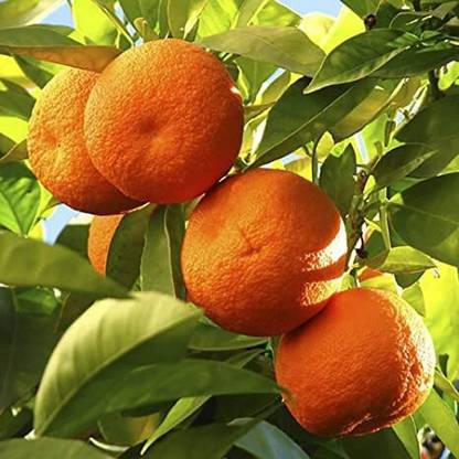 K.K.Enterprise Orange Plant