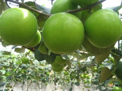 Green tree nursery kashmiri Ber Apple Plant