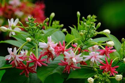 Cloud Farm Red Creeper