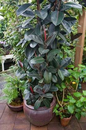 tojo Rubber Tree