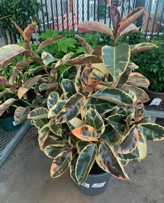 AS Plantation Rubber Tree