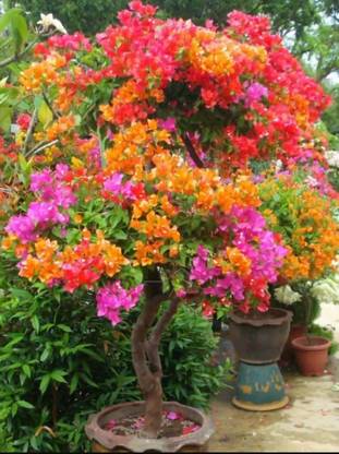 HALDER Baugainvillea Plant
