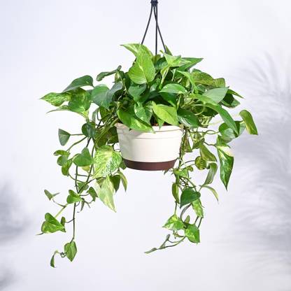 UGAOO Variegated Money Plant