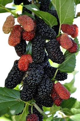 Mozette Hybrid Mulberry Seed