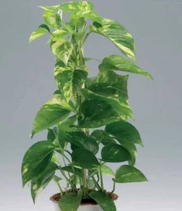 BAAGAN Money Plant