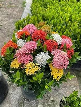 IXORA Ixora Plant