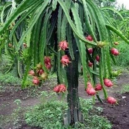 china hybrid dragon Dragon Tree