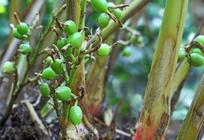 Cloud Farm Elaichi/Cardamom Plant