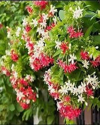 ALOCHUZ Madhumalti/Rangoon Creeper