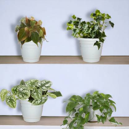 Agridise Philodendron Micans Plant, Satin Pothos Philodendron Plant, English Ivy Plant, Philodendron Plant