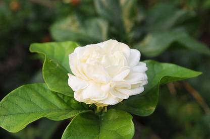 ONLINE PLANT BAZAR Jasmine Plant