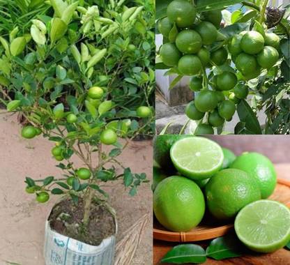 क्लाउड फार्म नींबू का पौधा पौधा
