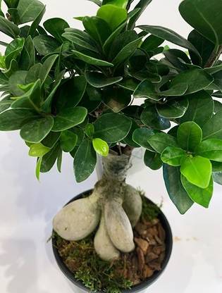 ONLINE PLANT BAZAR Ficus Bonsai