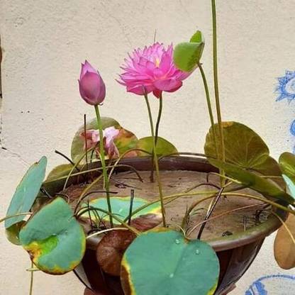 Royplant Lotus Plant