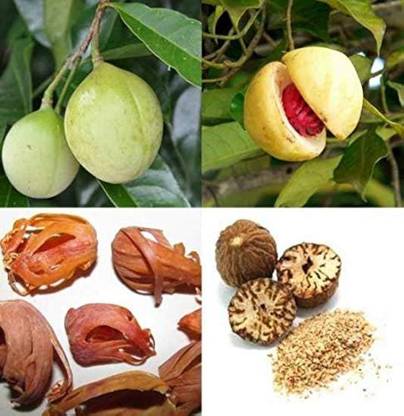ABEFARIYA Nutmeg Plant