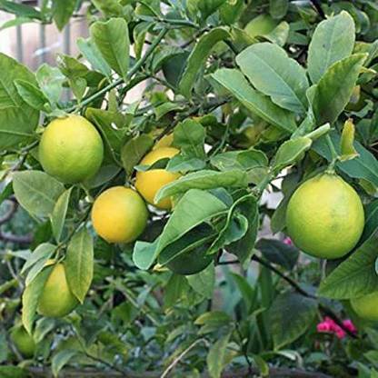 JR GLOBLE Lemon Plant