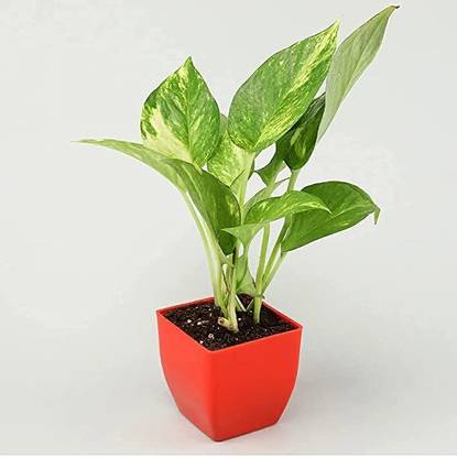 KUBERAA Dieffenbachia Plant