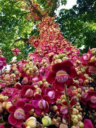 APOSOLUARD Cannon Ball Tree Plant