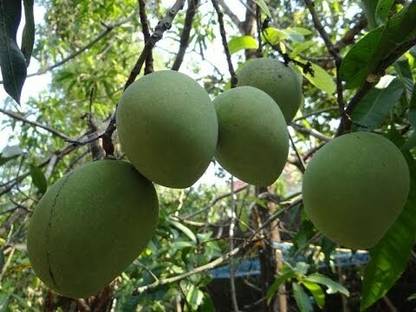 Kilichundan Mango Grafted Mango Plant