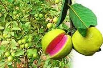 HYBRID Guava Plant