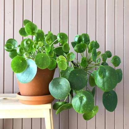 unisam chinese money plqnt Money Plant, Chinese Evergreen Plant