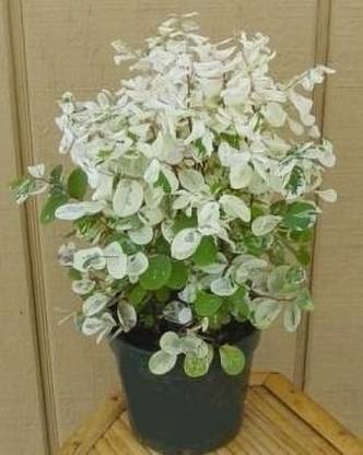 Breynia disticha Snow Bush Plant