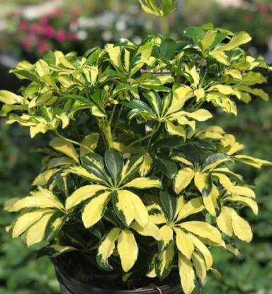 minatigreenhouse Schefflera Plant
