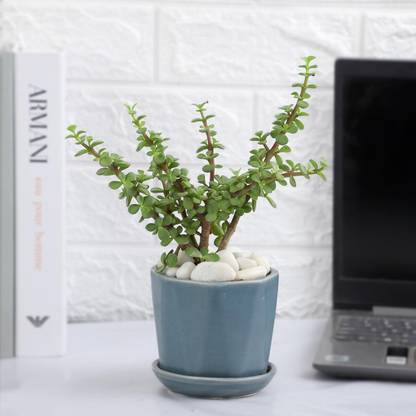 The Gift Studio.com Jade Plant