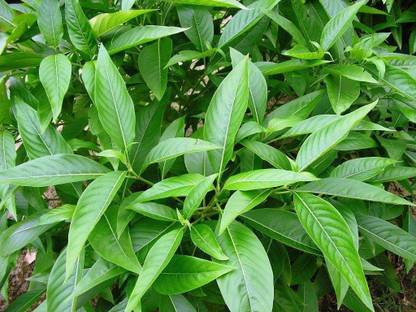 basak Neem Plant