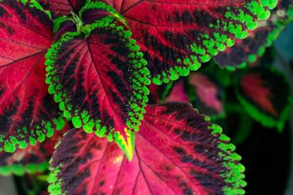 HG live plant Coleus Plant