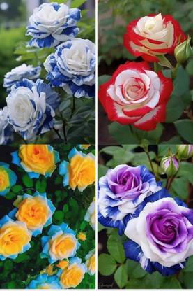 BREEZY BLOOMS Rose Plant