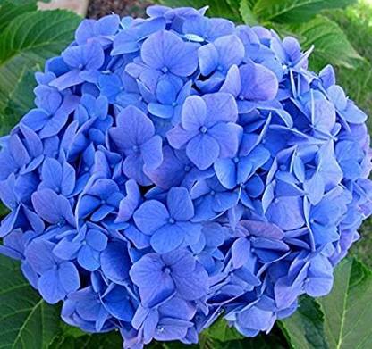 KUNUBON Hydrangea Plant